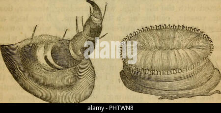 Architecture d'insectes : à laquelle sont ajoutés, recueils, sur les ravages, la conservation à des fins d'étude, et la classification, d'insectes' (1845) Banque D'Images