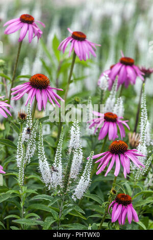 Speedwell, Veronica longifolia 'White Jolanda', coneflower pourpre jardin pourpre blanc Banque D'Images