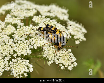 Les arlequins longhorn, le longicorne asiatique, Banque D'Images