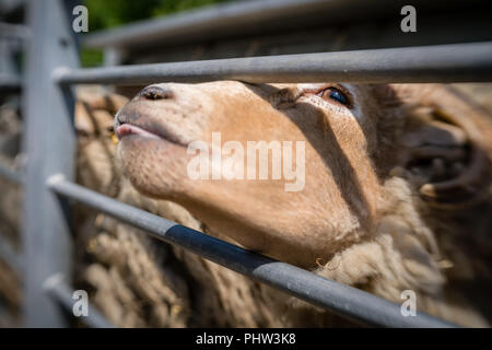 Les moutons de partir à travers la clôture Banque D'Images