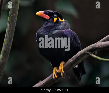 Hill Myna commun (gacula religiosa) Banque D'Images