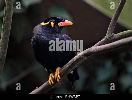 Hill Myna commun (gacula religiosa) Banque D'Images