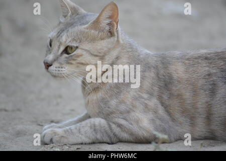 Chat gris dépouillé assis sur le sol.. Banque D'Images