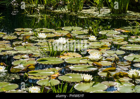 Nénuphar blanc plantes à fleurs dans un petit étang. Banque D'Images