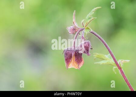 Close-up of a Purple Avens, Autriche Banque D'Images