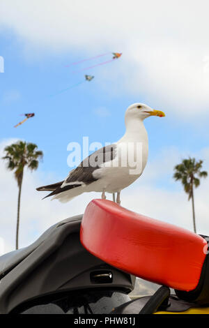 Western Gull (Larus occidentalis) assis sur un véhicule de sauvetage à San Diego, Californie. Trois kits et deux palmiers cadrer l'image. Banque D'Images