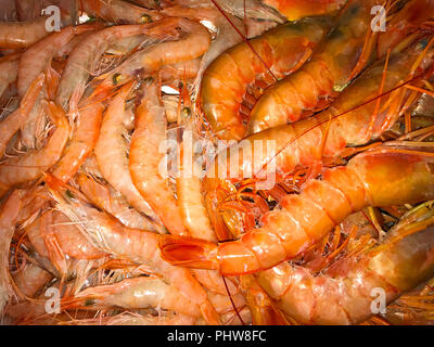 Crevettes et langoustines big red, Close up Banque D'Images