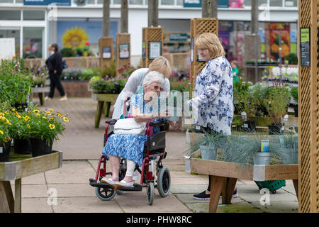 Vieille dame avec une jambe bandée dans un fauteuil roulant dans un centre jardin est remis en pot un blue grass par sa belle-fille Banque D'Images