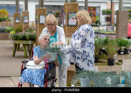 Vieille dame avec une jambe bandée dans un fauteuil roulant dans un centre jardin est remis en pot un blue grass par sa belle-fille, tandis que sa fille lit le Banque D'Images