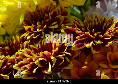 Image frappante de chrysanthèmes colorés en pleine floraison, naturellement éclairées par le soleil de l'été. Banque D'Images