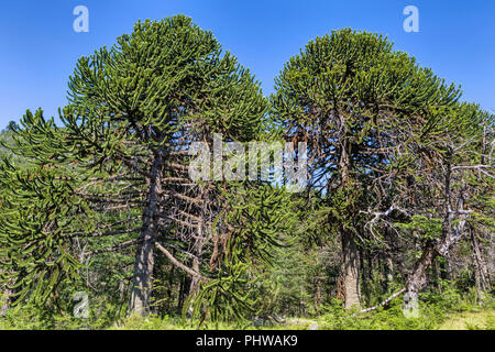 Forêt d'Araucaria, Réserve nationale du Malalcahuello-Nalcas, région d'Araucania, Chili Banque D'Images