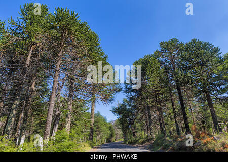 Forêt d'Araucaria, Réserve nationale du Malalcahuello-Nalcas, région d'Araucania, Chili Banque D'Images