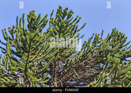 Forêt d'Araucaria, Réserve nationale du Malalcahuello-Nalcas, région d'Araucania, Chili Banque D'Images