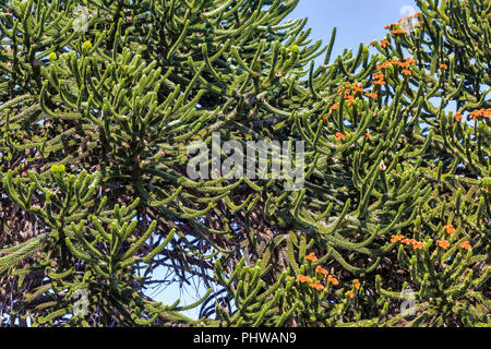 Forêt d'Araucaria, Réserve nationale du Malalcahuello-Nalcas, région d'Araucania, Chili Banque D'Images
