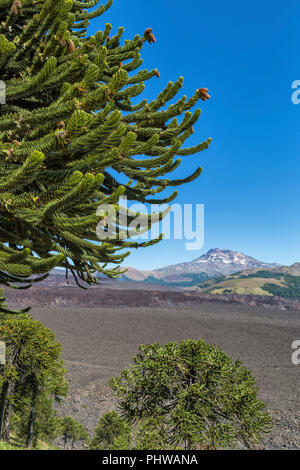 Forêt d'Araucaria, Réserve nationale du Malalcahuello-Nalcas, région d'Araucania, Chili Banque D'Images