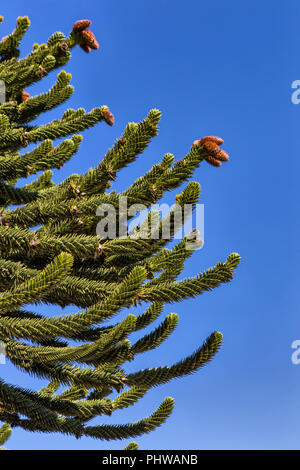 Forêt d'Araucaria, Réserve nationale du Malalcahuello-Nalcas, région d'Araucania, Chili Banque D'Images