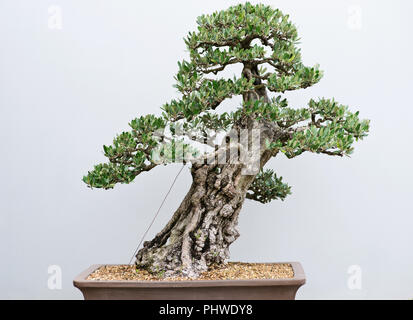 Bonsaï japonais traditionnel, forme d'art en utilisant des arbres cultivés dans des conteneurs sur jour de pluie dans le jardin botanique. Banque D'Images