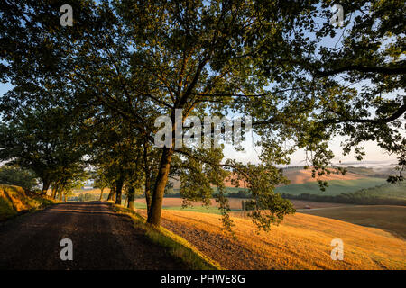 Achat régulières de la vue des collines et des arbres près de Castelnuovo Berardenga, Toscane, Italie. Banque D'Images