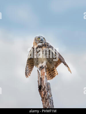 Une femelle juvénile jeune Grand-duc d'Amérique, Bubo virginianus, au sommet d'un arbre mort en Oklahoma, USA. Banque D'Images