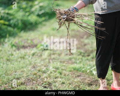 Portrait d'une femme avec les mauvaises herbes à la main le port de gant de protection Banque D'Images