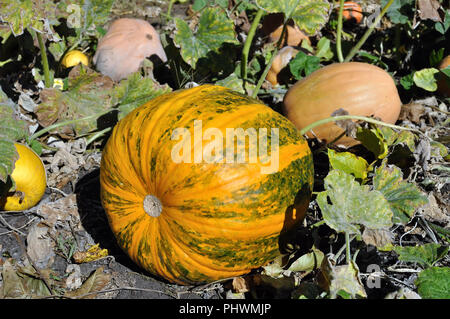 Close-up de différentes sortes de potirons mûrs dans la plantation de citrouilles biologiques, prêts à la récolte Banque D'Images