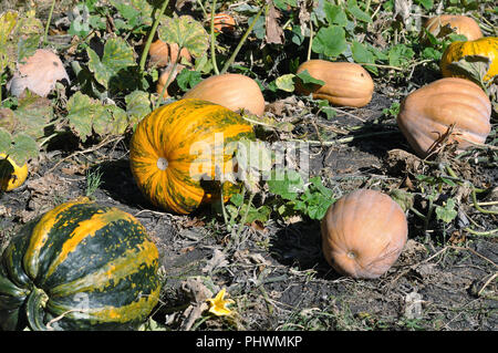 Différentes sortes de potirons mûrs dans la plantation de citrouilles biologiques, prêts à la récolte Banque D'Images