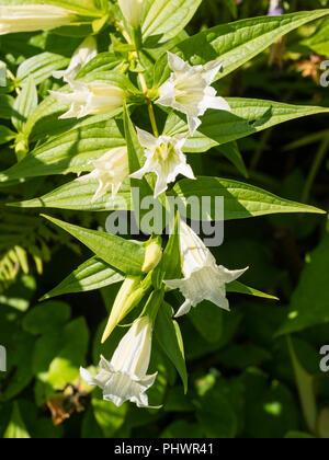 Arquant les tiges de la plante vivace forme blanche du willow gentiane, Gentiana asclepiadea 'Alba' Banque D'Images