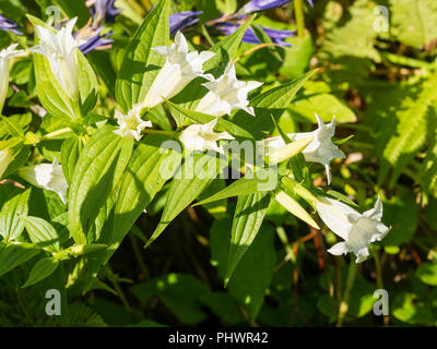 Arquant les tiges de la plante vivace forme blanche du willow gentiane, Gentiana asclepiadea 'Alba' Banque D'Images