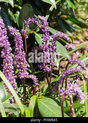 Fleurs pourpre à la fin de l'été des pics de l'evergreen lily turf, liriope muscari Banque D'Images