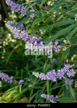 La fin de l'été panicules de fleurs bleu entre le feuillage aromatique du gattilier, Vitex agnus-castus Banque D'Images