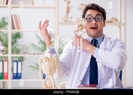 Le professeur fou drôle l'étude de squelettes d'animaux Banque D'Images