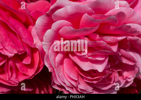 Close up image d'une fleur rose rose Banque D'Images