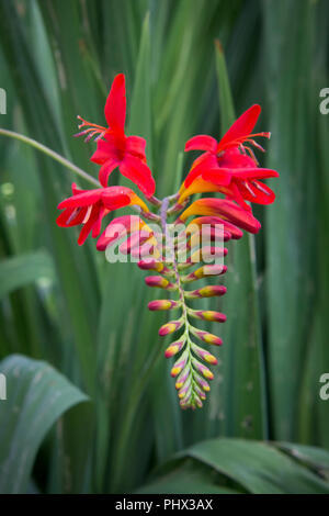 Close up image d'une fleur rouge Banque D'Images