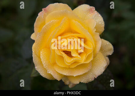 Close up image d'une fleur rose jaune couverte de rosée. Banque D'Images