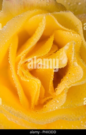 Marco close up image d'une fleur rose jaune couverte de rosée. Banque D'Images