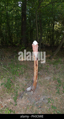 Une pierre à lécher, pierre de sel pour les animaux sauvages, comme le cerf et le chevreuil placé sur un tronc d'arbre dans la forêt Banque D'Images