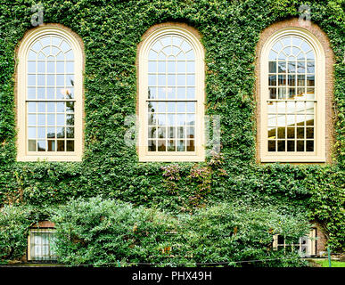 Mur de lierre dans Harvard Banque D'Images