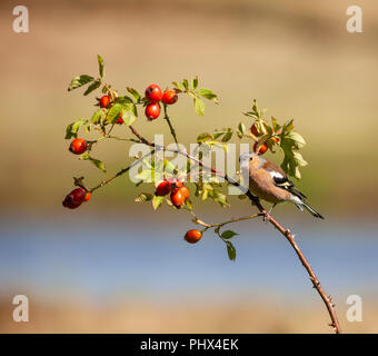 Chaffinch commun Masculin, Fringilla coelebs, perché sur une branche d'églantier, contre un flou artistique totalement naturel. La fin d'août, l'Écosse, Banque D'Images