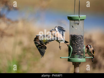 Drame de mangeoire à oiseaux : un Chaffinch mâle, Fringilla coelebs, chase d'un autre qui a une graine dans son bec, tandis qu'un Goldfinch se nourrit de l'autre côté. Banque D'Images