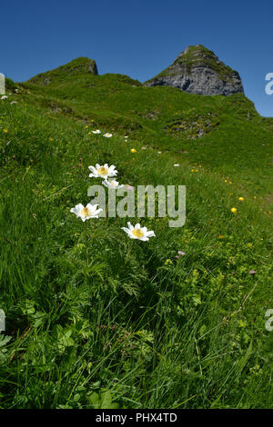 Anémone alpine Alpine pasqueflower ; ; Kanisfluh ; alpes ; Autriche ; Europe ; Banque D'Images