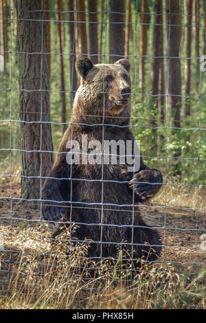 Braunbaer, Wildpark Johannismuehle, Massow, Brandebourg, Allemagne Banque D'Images