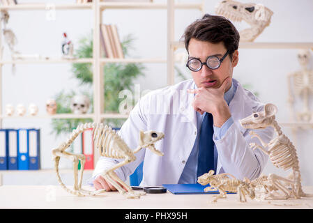 Le professeur fou drôle l'étude de squelettes d'animaux Banque D'Images