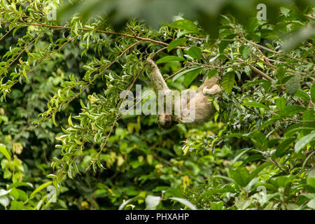 Luna Nueva réserve privée de la forêt tropicale, le Costa Rica, Amérique centrale. Brown-throated trois-toed sloth (Bradypus variegatus) accroché dans un arbre. Banque D'Images