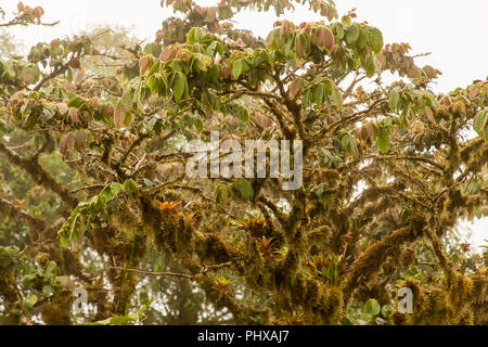 Le Parc National de Monteverde, Costa Rica, Amérique centrale. Bromeliads et moss qui poussent sur les branches d'arbres élevés dans la canopée. Banque D'Images