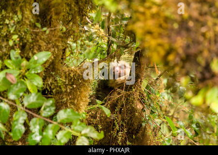 Le Parc National de Monteverde, Costa Rica, Amérique centrale. Hoffman's Deux-toed Sloth (Choloepus hoffmanni) assis haut dans la canopée dans la pluie, comme vu Banque D'Images
