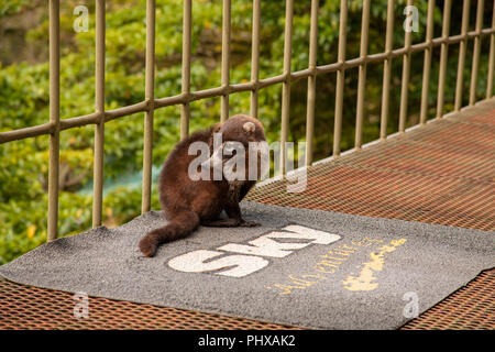 Le Parc National de Monteverde, Costa Rica, Amérique centrale. Coati à nez blanc (Nasua narica) se gratter une démangeaison, assis sur le perron de la cen du visiteur Banque D'Images