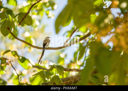 Guanacaste, Costa Rica, Amérique centrale. Vue arrière d'un Scissor-tailed Flycatcher (Tyrannus forficatus) et sa longue queue. Banque D'Images