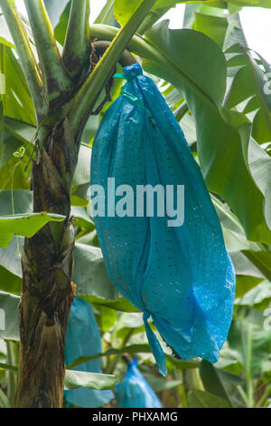 Près de Parc National de Tortuguero, Costa Rica, Amérique centrale. Close-up de bananiers avec un sac en plastique de bananes sur les bananes qui sont souvent Banque D'Images