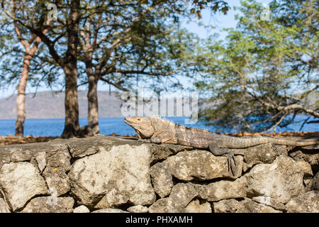Panama Beach, Guanacaste, Costa Rica, Amérique centrale. L'Iguane (Ctenosaura similis) Bain de soleil sur un mur de pierre. Banque D'Images