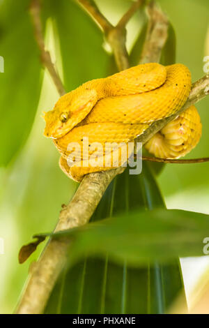 Eyelash Pit Viper Bothriechis schlegelii (serpent) dans le Parc National de Tortuguero, Costa Rica. L'eyelash pit viper palm est nommé pour l'échelles raides Banque D'Images